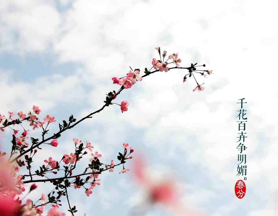 春分节气—春日桃花看满枝头桌面壁纸