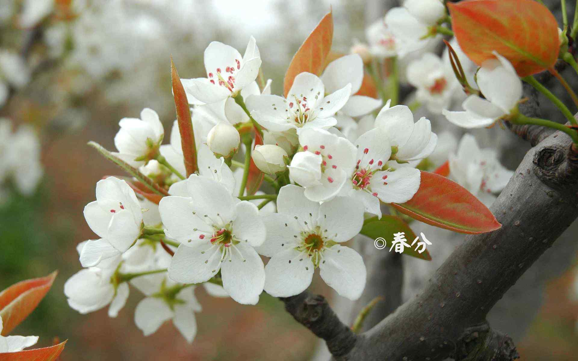 春分节气—小清新鲜花桌面壁纸