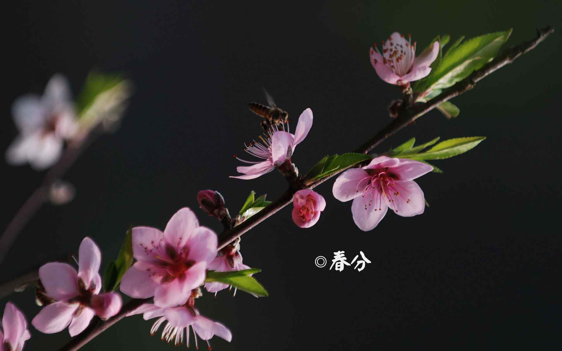 春分节气—蜜蜂停留在桃花上桌面壁纸