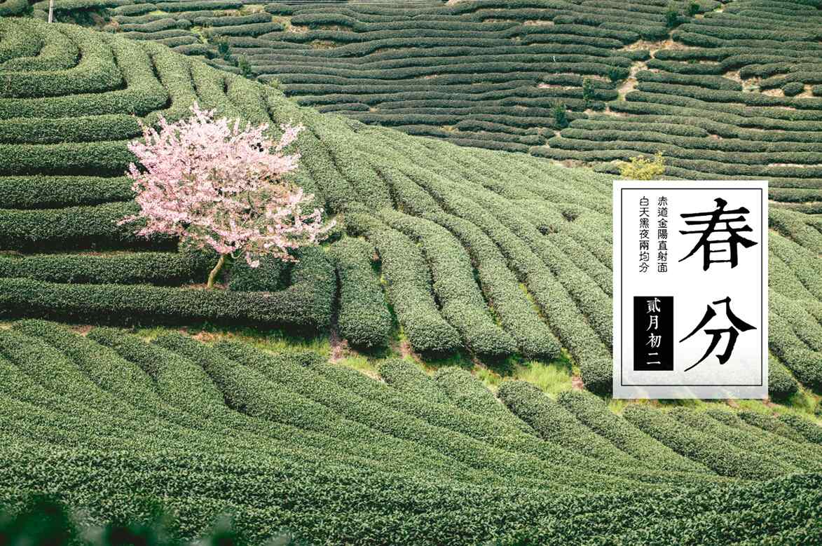 春分节气—茶田中的桃花树桌面壁纸