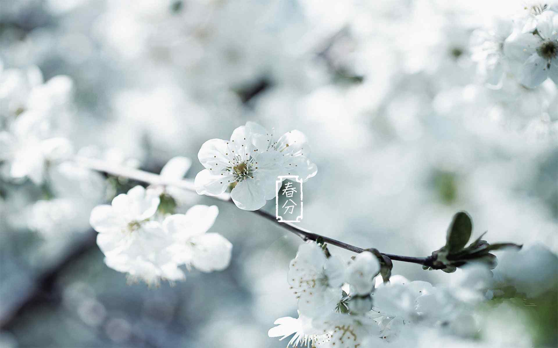 春分节气—唯美白色樱花桌面壁纸