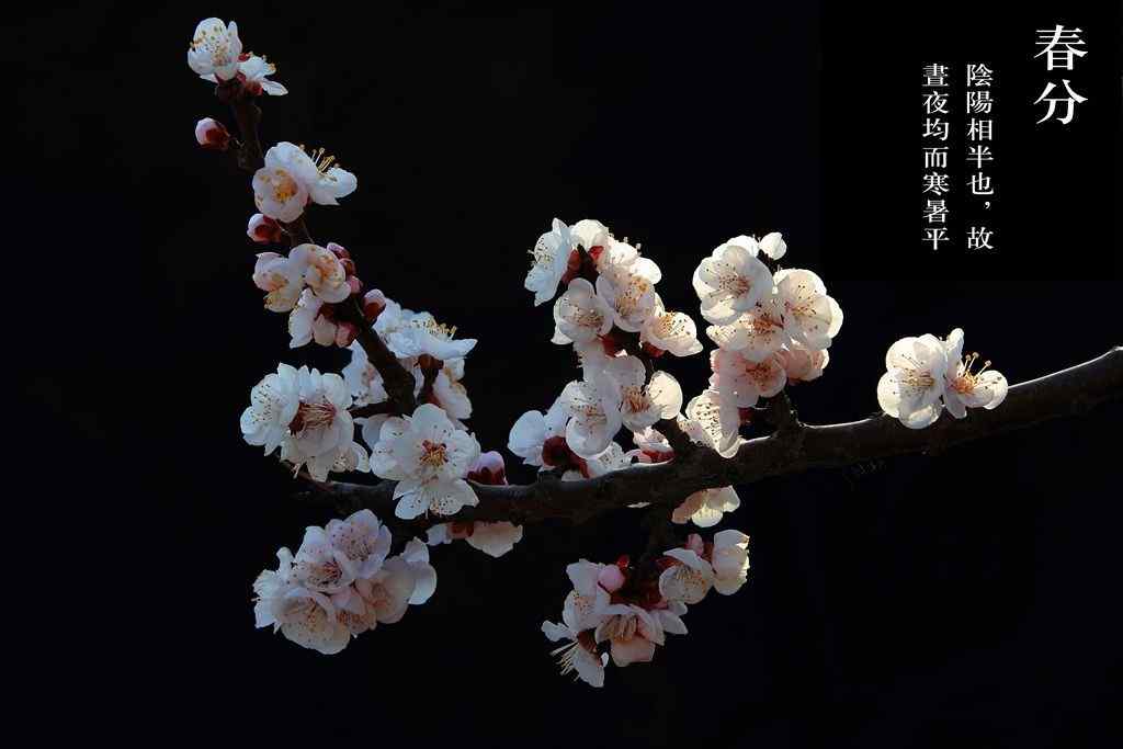 春分节气—唯美的桃花桌面壁纸