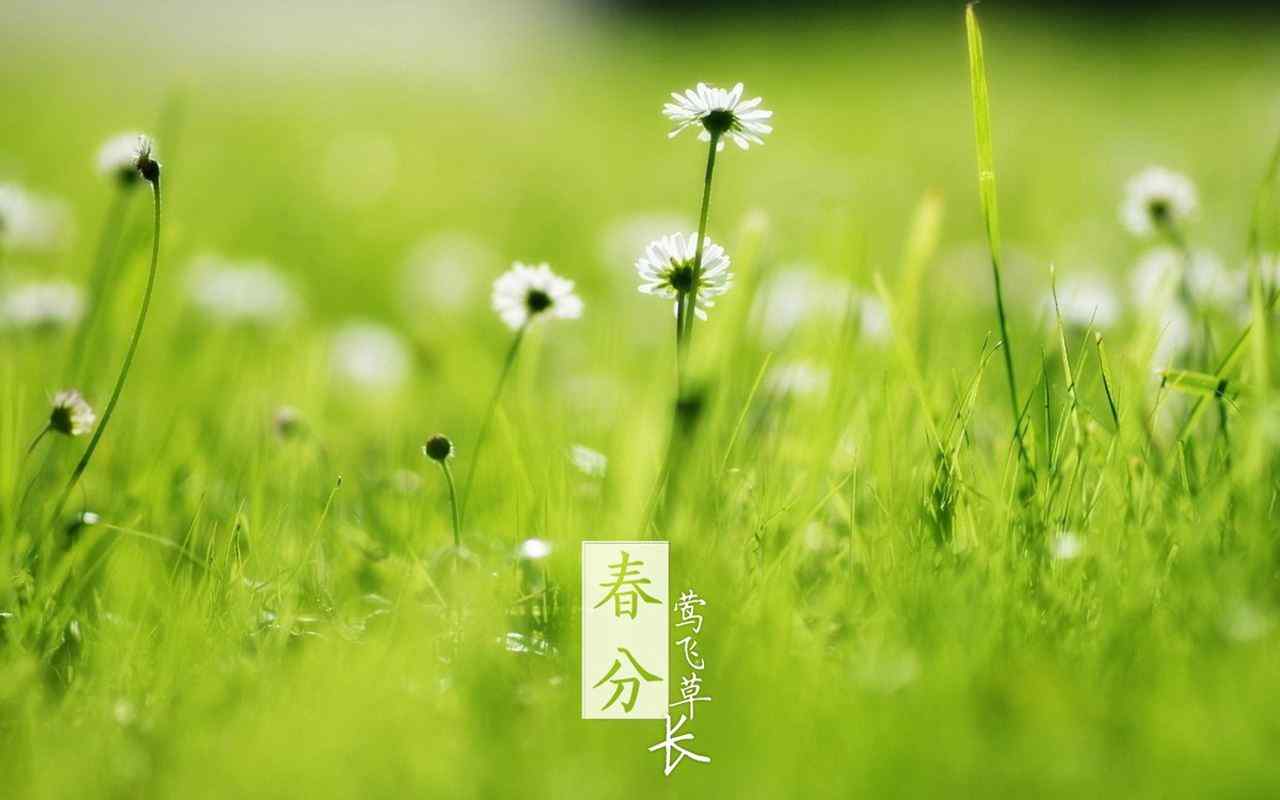 春分节气—小清新绿色小雏菊桌面壁纸