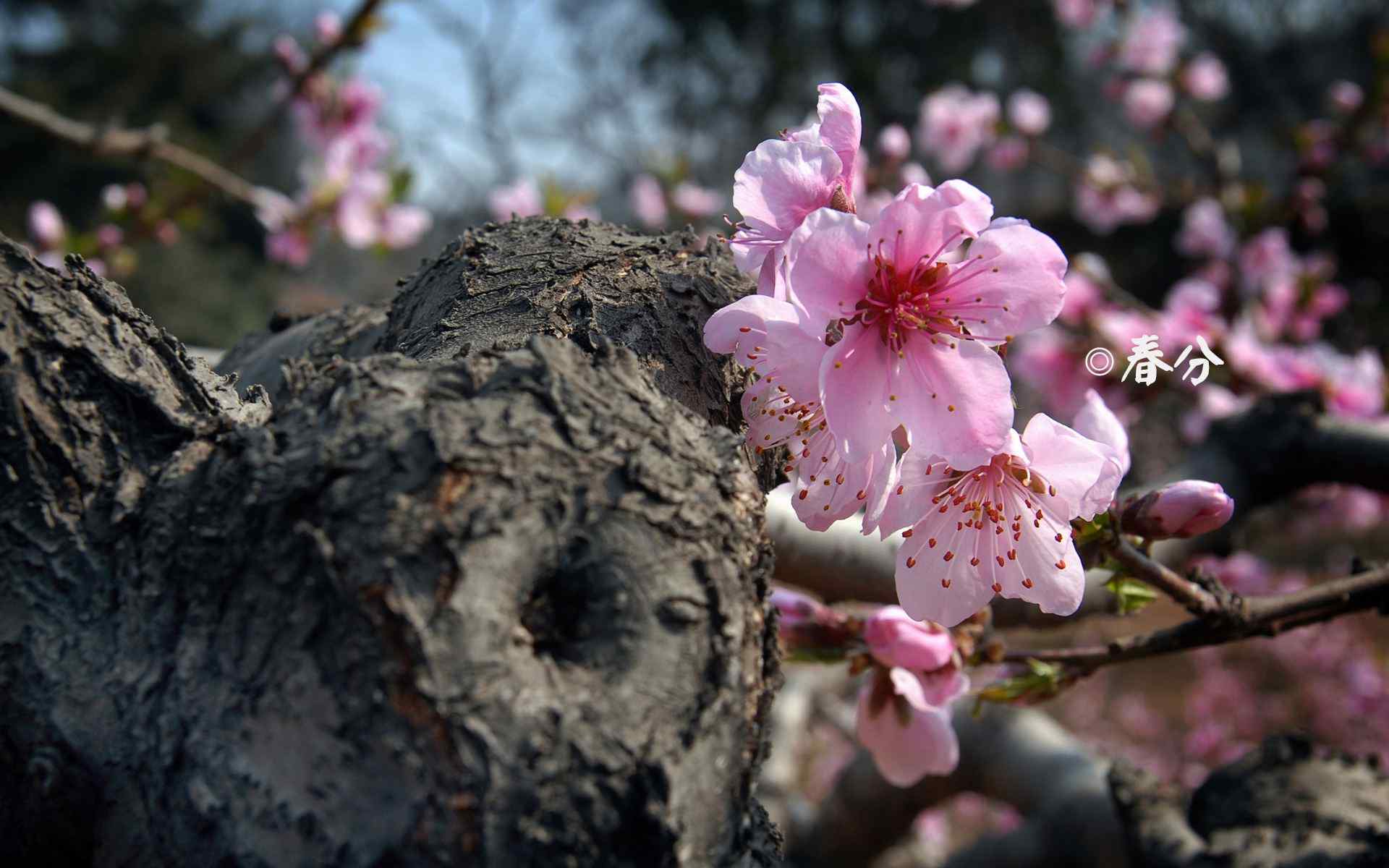 春分节气—唯美桃花盛开桌面壁纸
