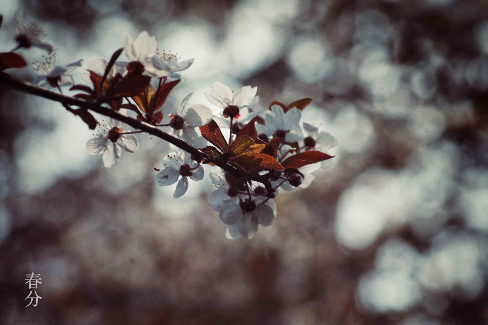春分节气—阳光下的盛开的桃花桌面壁纸