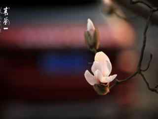 春分节气—春日里的粉色花朵桌面壁纸
