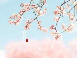 春分节气—粉色樱花花海桌面壁纸