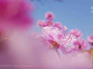 春分节气—春日盛开的鲜花桌面壁纸