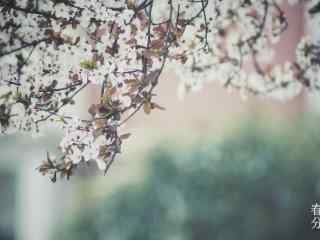 春分节气—唯美桃花花海桌面壁纸