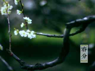 春分节气—枝头开满樱花桌面壁纸