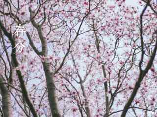 春分节气—唯美桃花林桌面壁纸