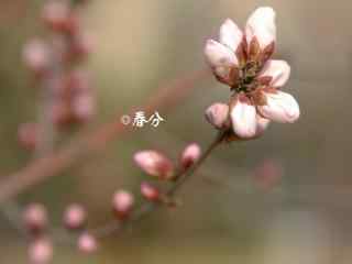 春分节气—春日里含苞待放的花朵桌面壁纸