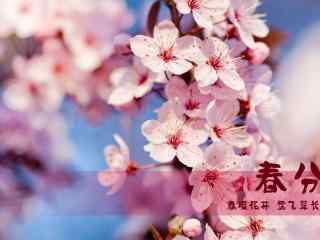 春分节气—唯美桃花花海桌面壁纸