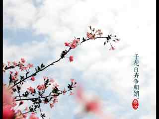 春分节气—春日桃花看满枝头桌面壁纸