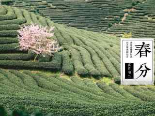 春分节气—茶田中的桃花树桌面壁纸