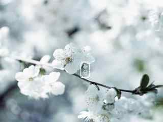春分节气—唯美白色樱花桌面壁纸