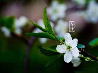 春分节气—枝头盛开的白色小花桌面壁纸