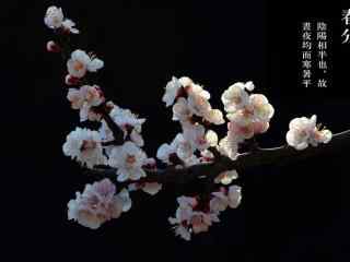 春分节气—唯美的桃花桌面壁纸