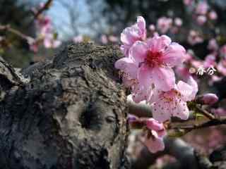 春分节气—唯美桃花盛开桌面壁纸