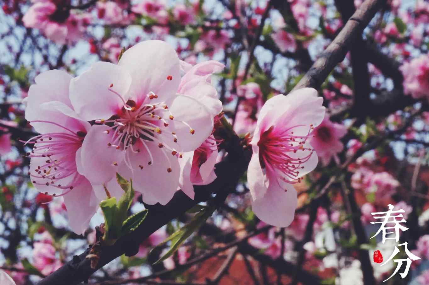 春分—唯美樱花植物壁纸