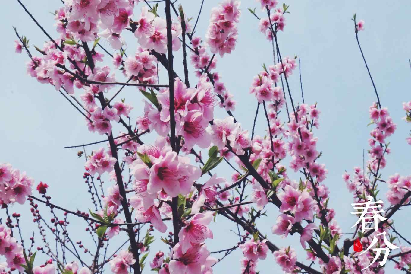 春分—美丽樱花桌面壁纸