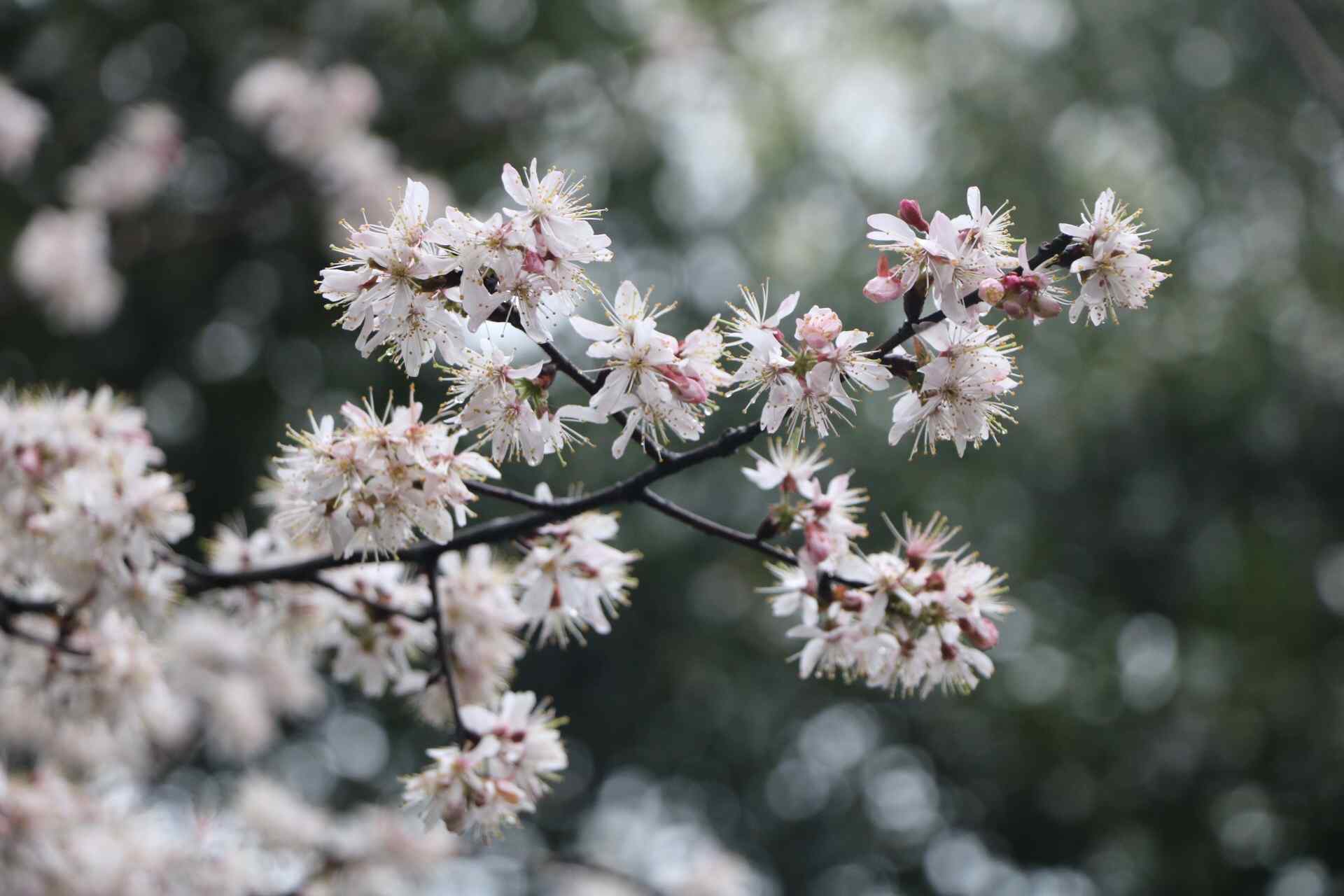 春分—唯美鲜花桌面壁纸