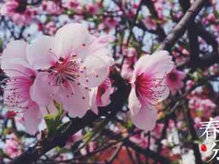 春分—唯美樱花植