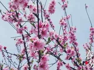 春分—美丽樱花桌
