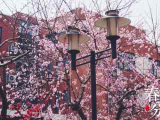 春分—粉色樱花唯美桌面壁纸
