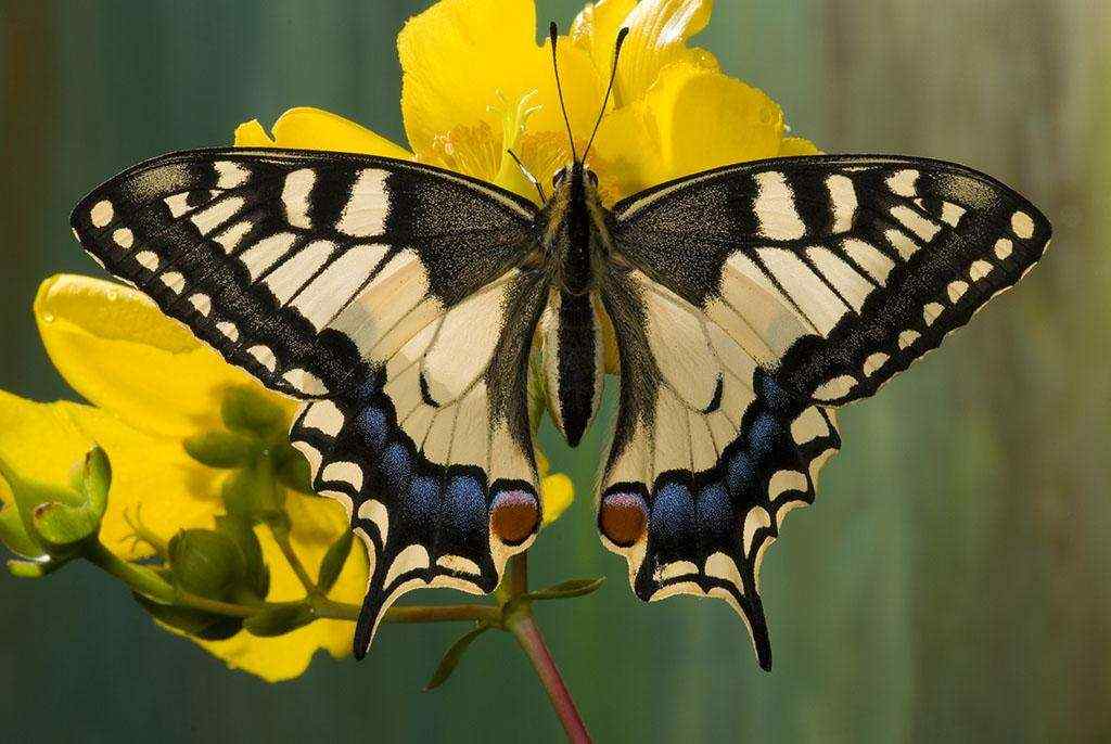 美丽的燕尾蝶摄影桌面壁纸