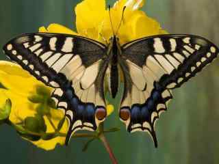 美丽的燕尾蝶摄影桌面壁纸
