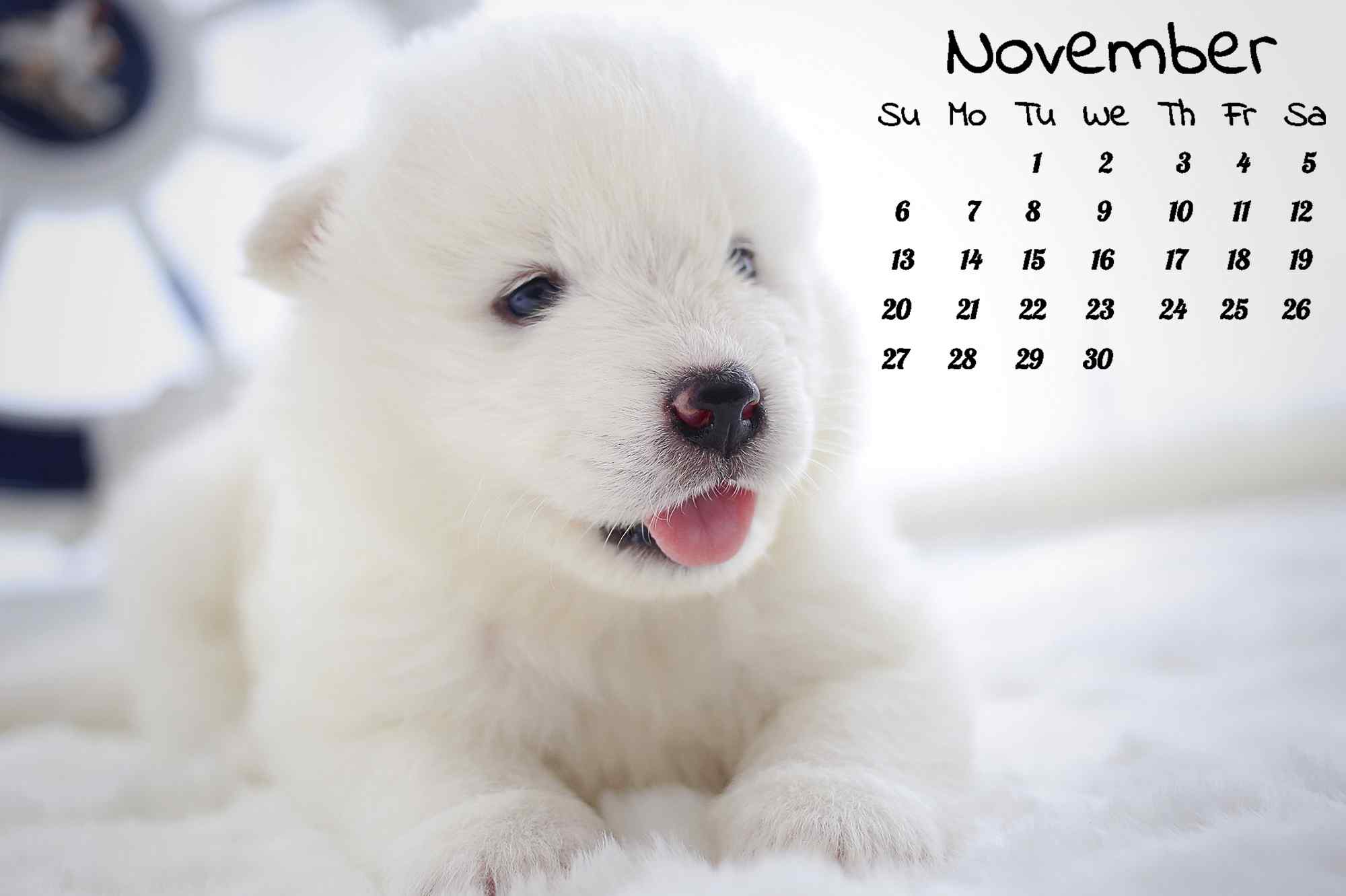 吐舌头的可爱萨摩耶狗狗11月日历壁纸