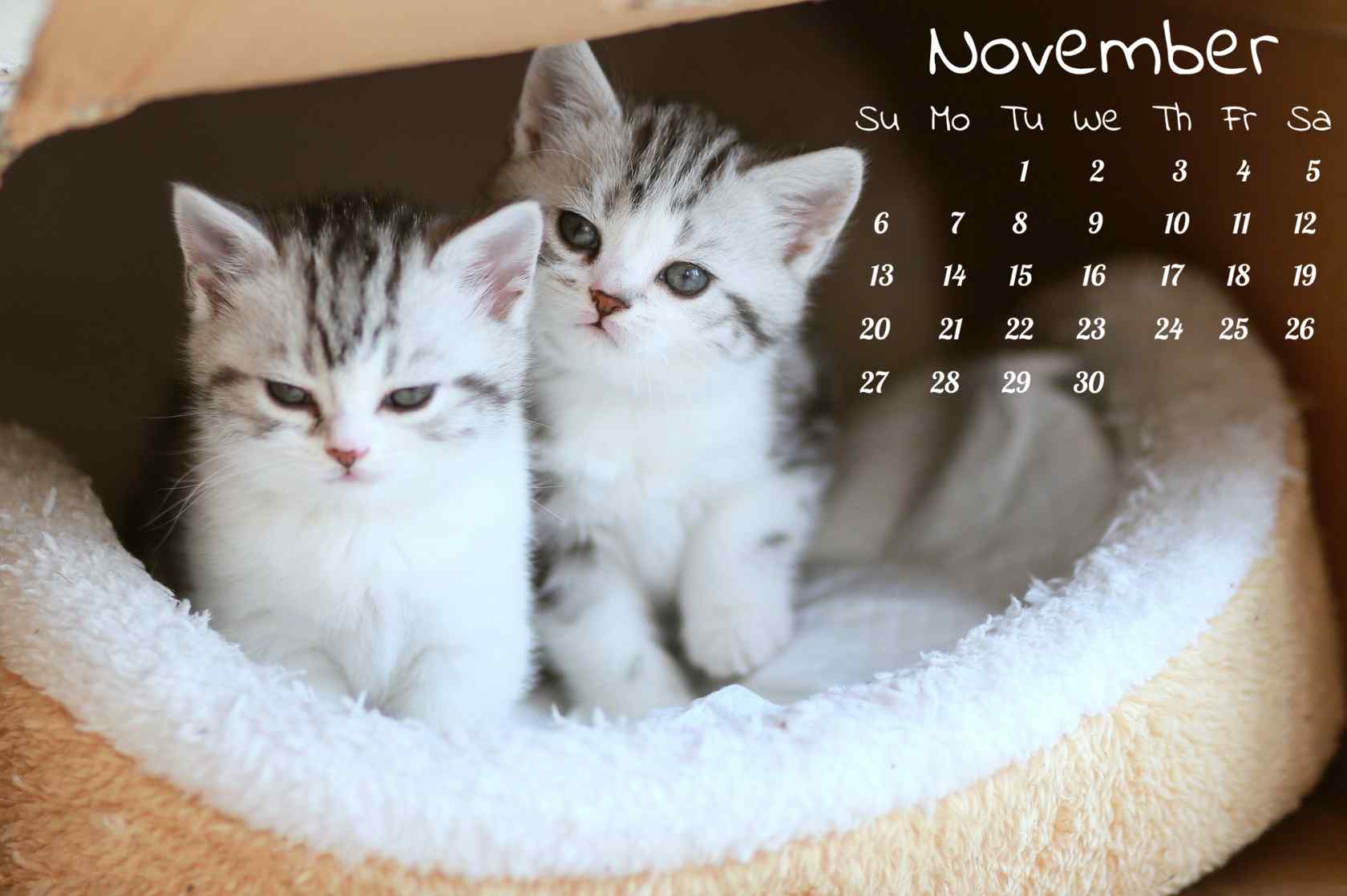 萌萌哒两只英短小奶猫11月日历壁纸
