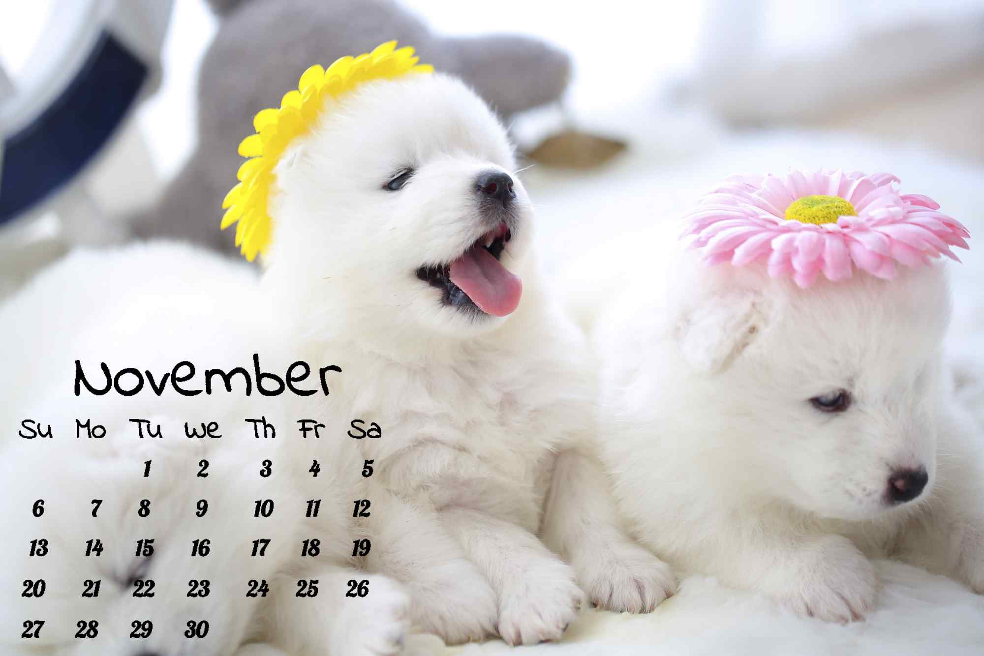 白色小清新萨摩耶小奶狗11月日历壁纸