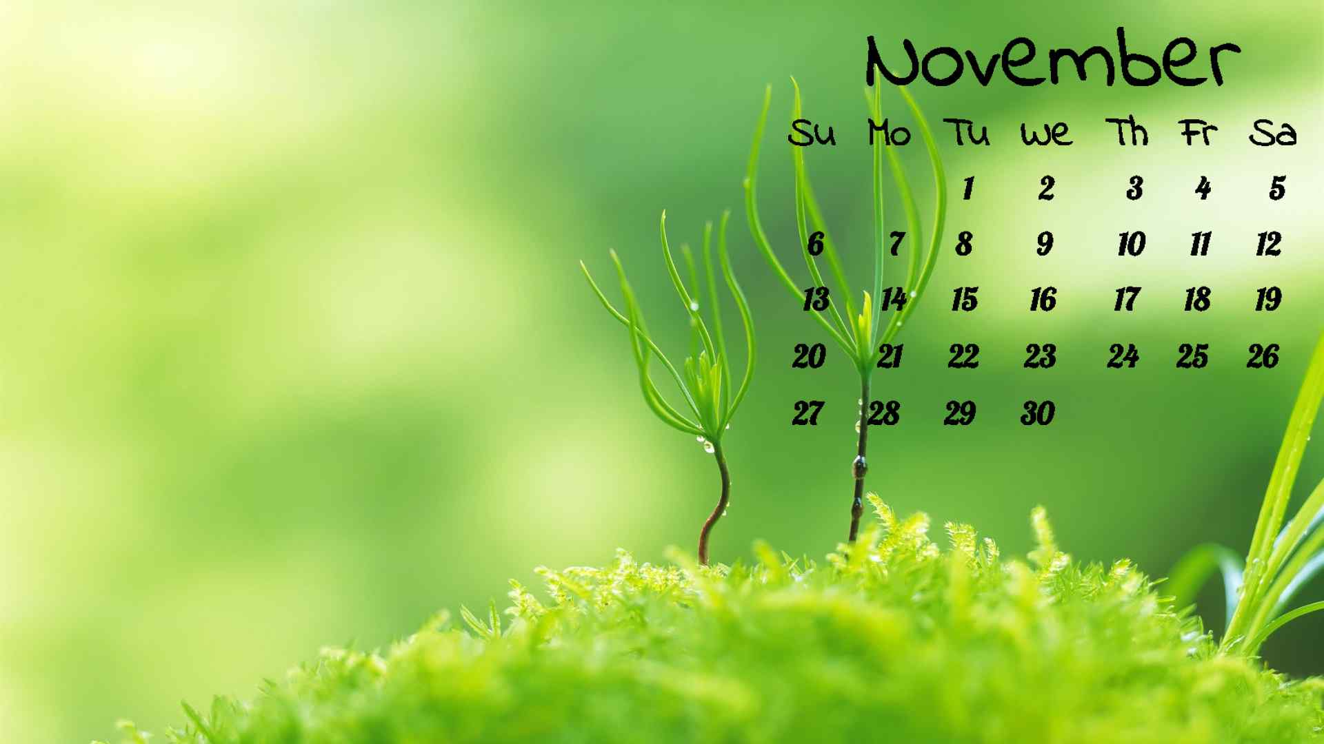 绿色护眼植物11月日历壁纸（6张）