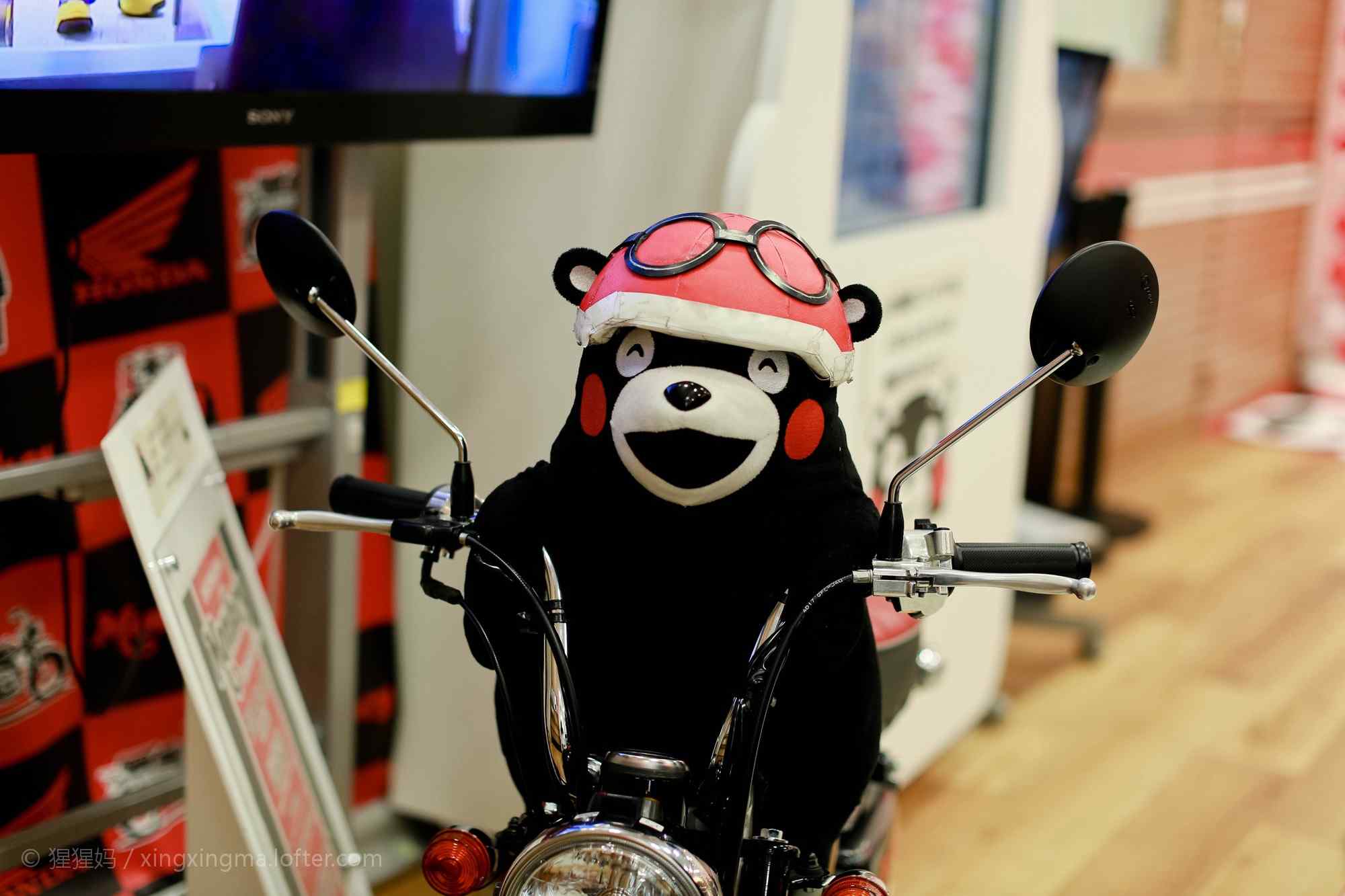 可爱熊本熊骑摩托图片桌面壁纸