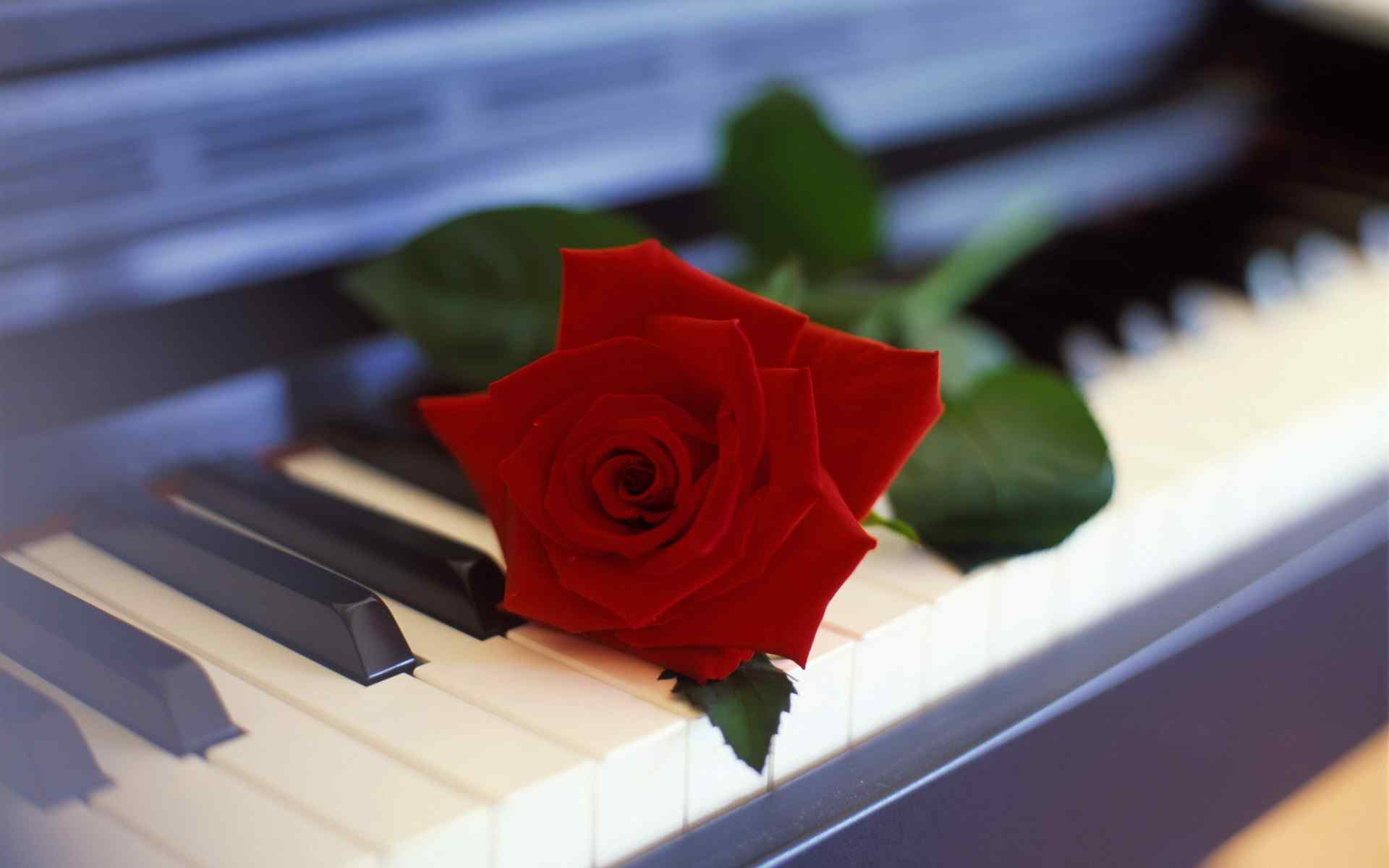 钢琴上的一朵红色玫瑰花图片桌面壁纸