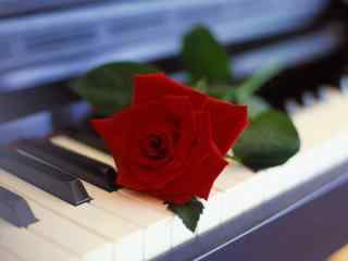 钢琴上的一朵红色玫瑰花图片桌面壁纸