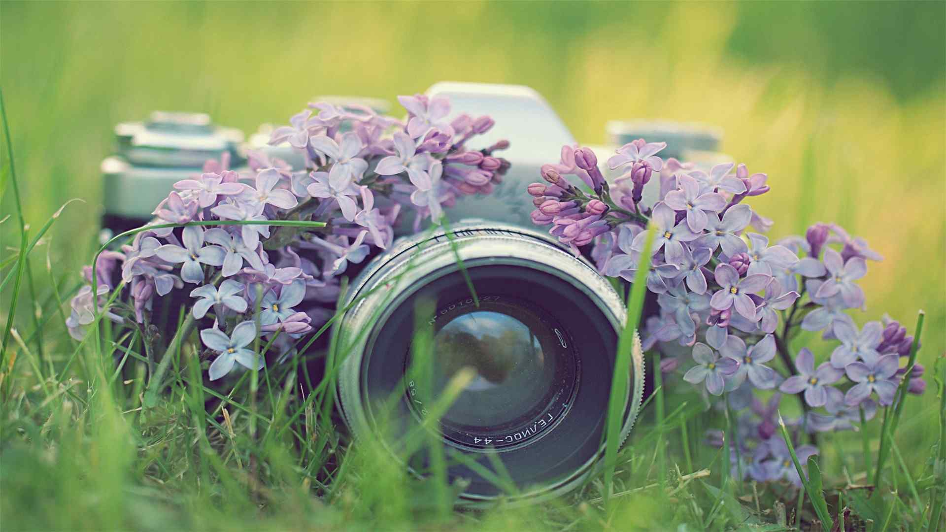 花丛中的相机唯美意境桌面壁纸