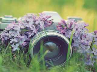 花丛中的相机唯美