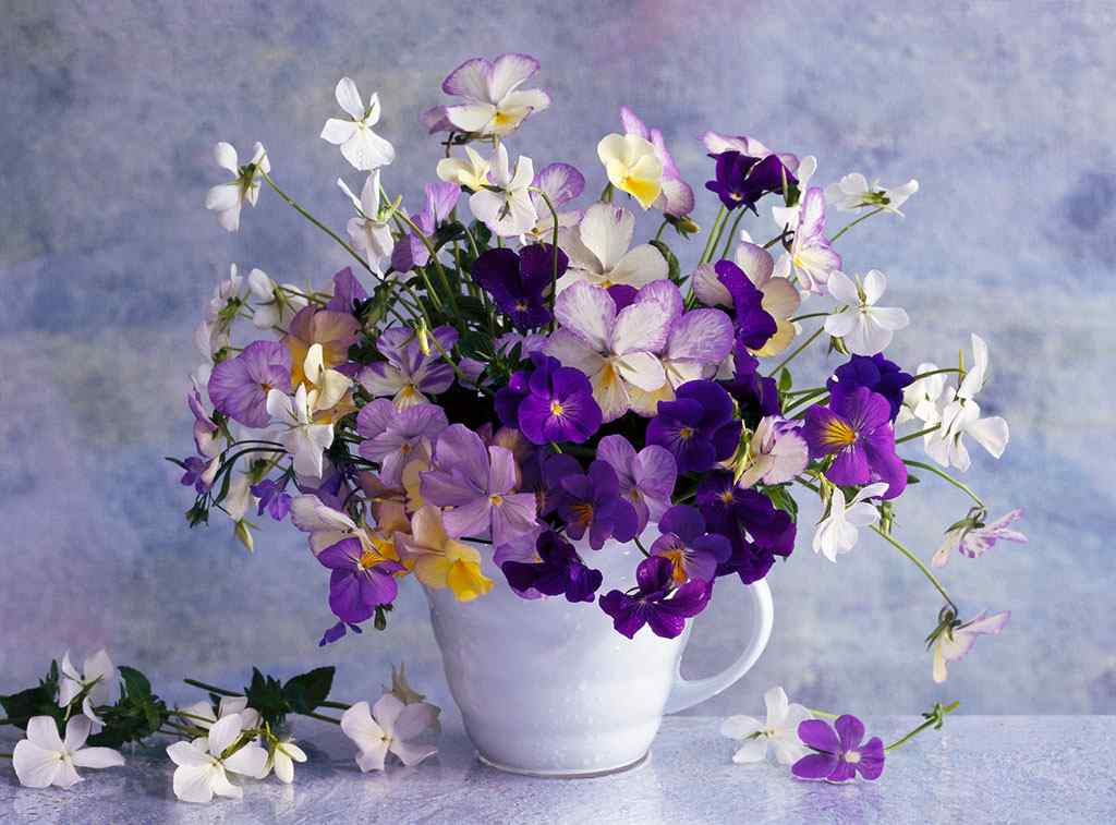 唯美的紫罗兰盆栽静物壁纸