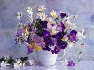 唯美的紫罗兰盆栽