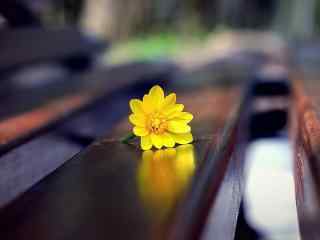 长椅上的小黄花桌面壁纸