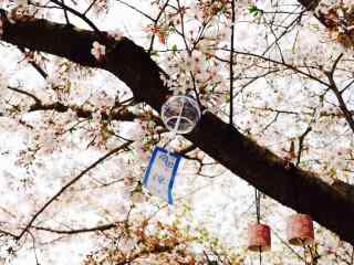 樱花树下的日式风铃桌面壁纸