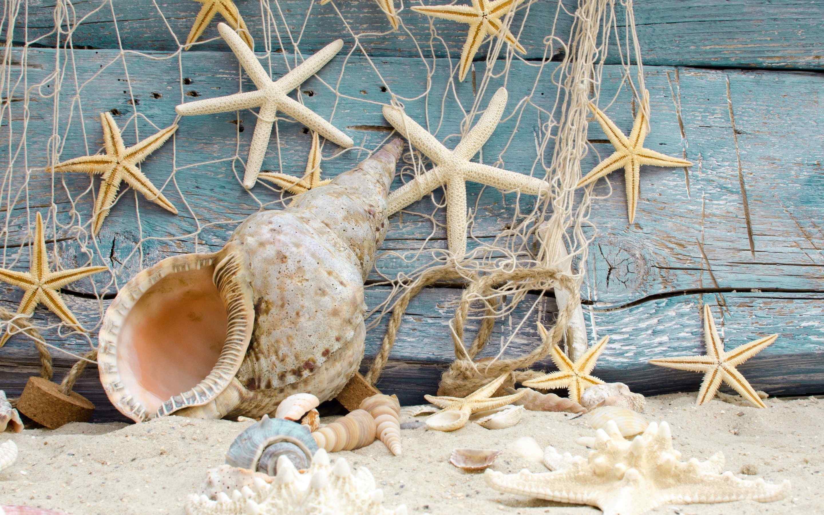 小清新海边贝壳装饰桌面壁纸