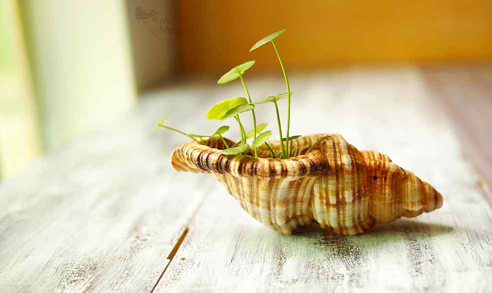 创意可爱贝壳上种植小草桌面壁纸