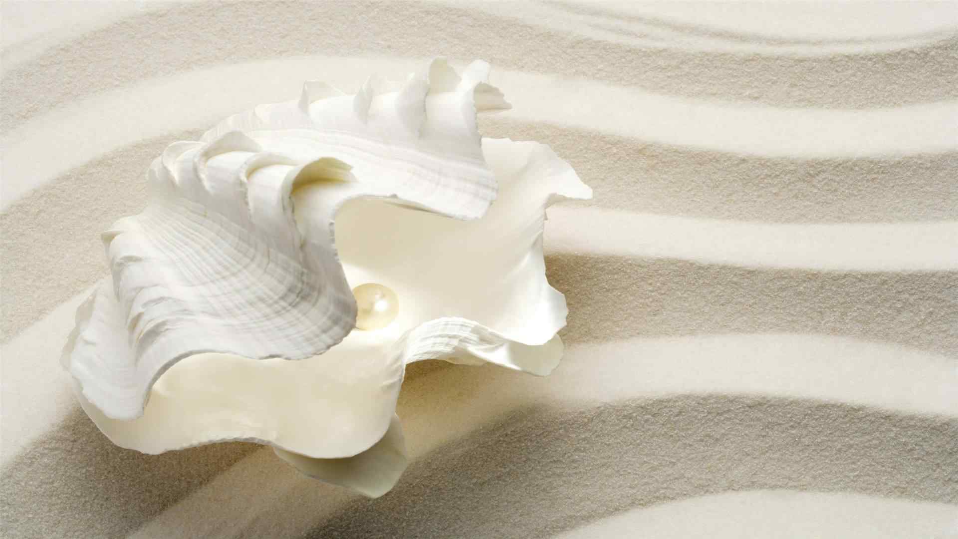 沙滩上白色的珍珠贝壳桌面壁纸