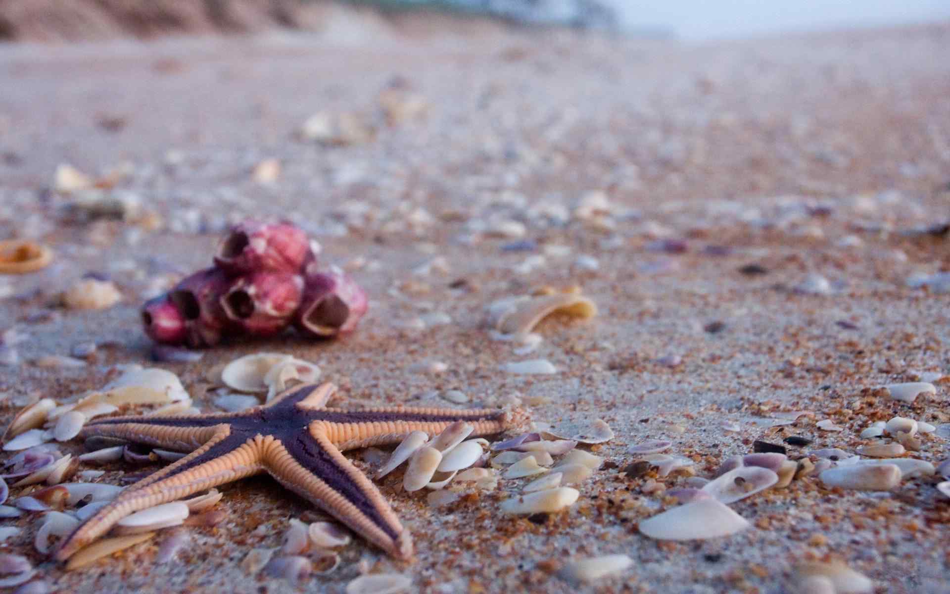 沙滩上的海星和贝壳桌面壁纸