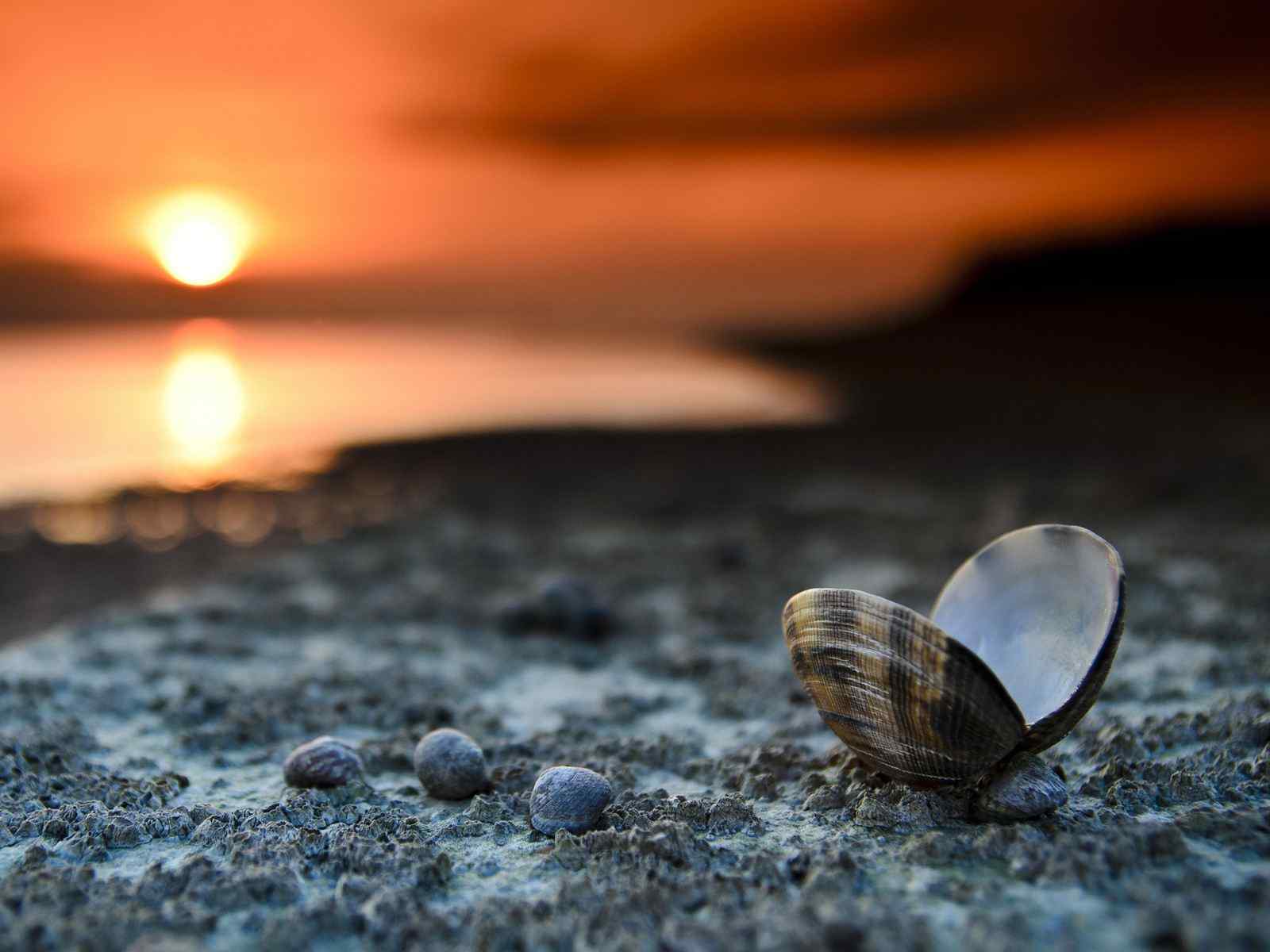 夕阳下沙滩边上的贝壳桌面壁纸