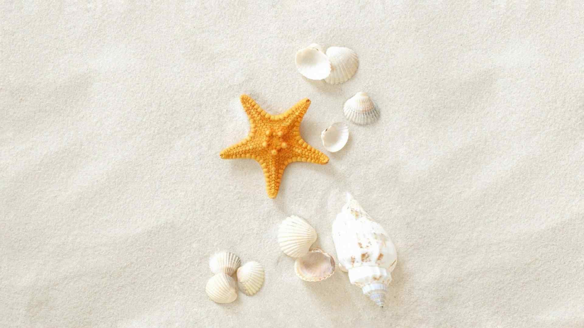 沙滩上的贝壳海星桌面壁纸